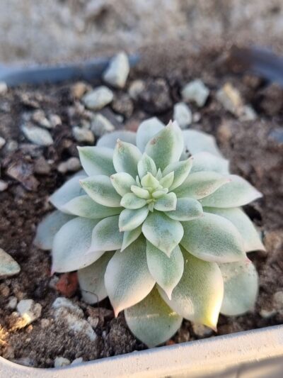 Echeveria Medina var - Зображення 2