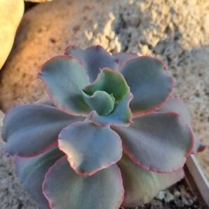 Echeveria Giant Blue