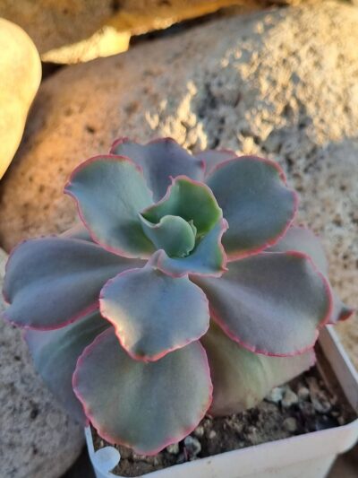 Echeveria Giant Blue