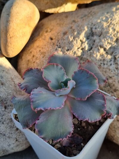 Echeveria Cleopatra - Зображення 2