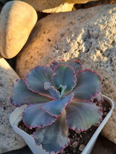Echeveria Cleopatra