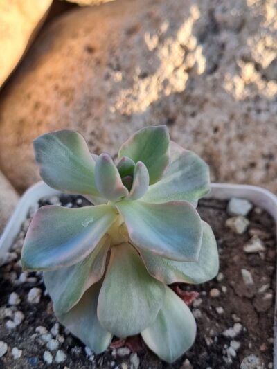 Echeveria Mrs Richards var - Зображення 2