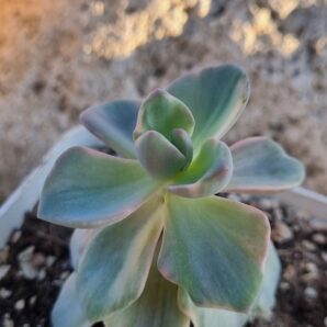 Echeveria Mrs Richards var