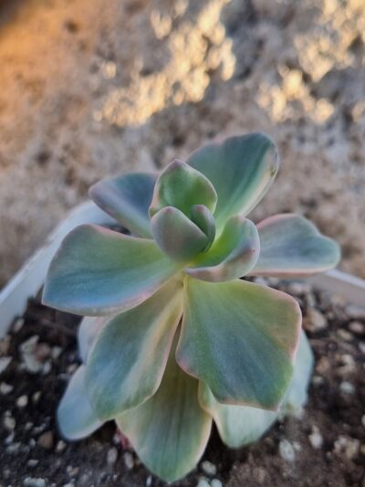 Echeveria Mrs Richards var