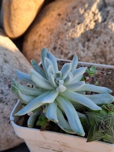 Pachyveria Scheideckeri var - Зображення 2