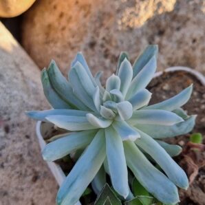 Pachyveria Scheideckeri var