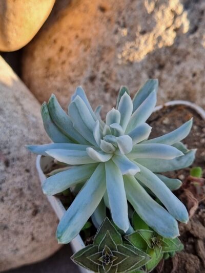 Pachyveria Scheideckeri var