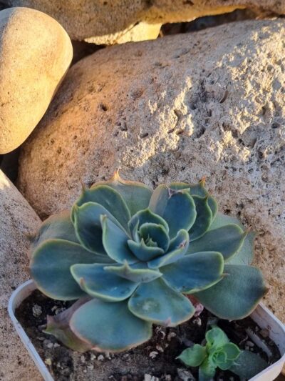 Echeveria Rob Roy - Зображення 2