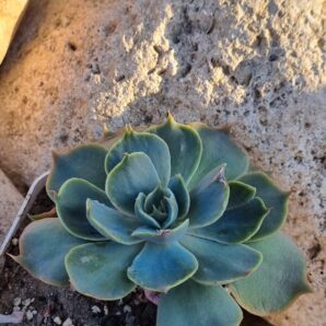 Echeveria Rob Roy