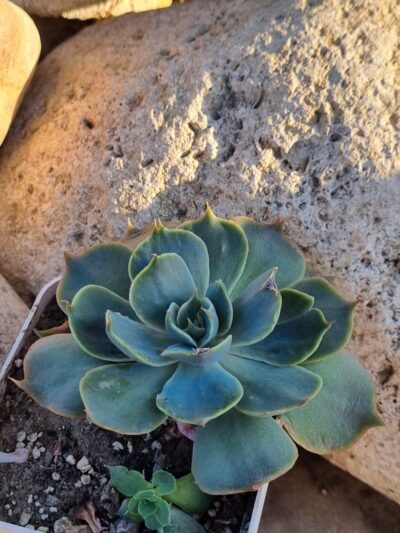 Echeveria Rob Roy