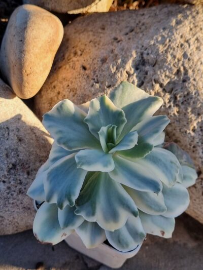 Echeveria Japan Moon River var - Зображення 2