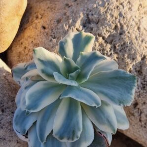 Echeveria Japan Moon River var