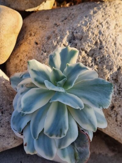 Echeveria Japan Moon River var