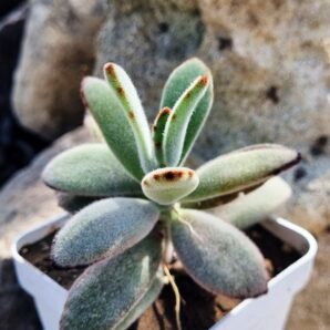 Kalanchoe tomentosa cv Higra