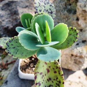 Kalanchoe Marmorata