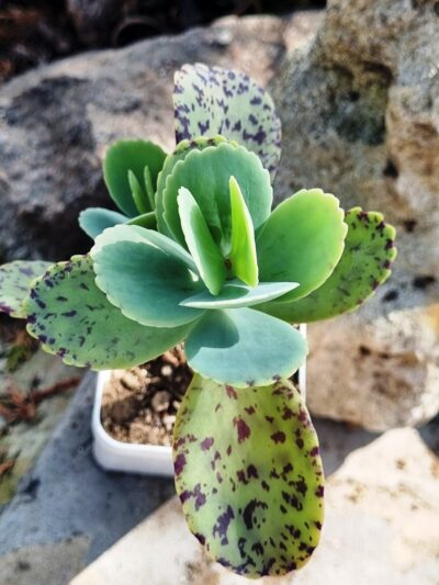 Kalanchoe Marmorata