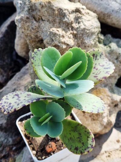 Kalanchoe Marmorata - Зображення 2