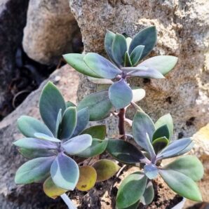 Senecio Fulgens