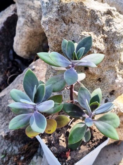 Senecio Fulgens