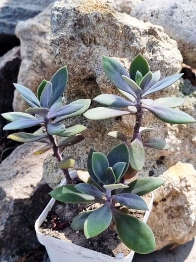 Senecio Fulgens - Зображення 2