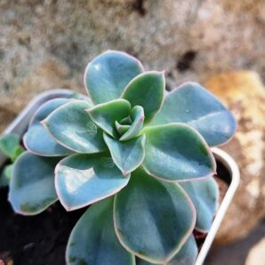 Echeveria Eurychlamus hybrid