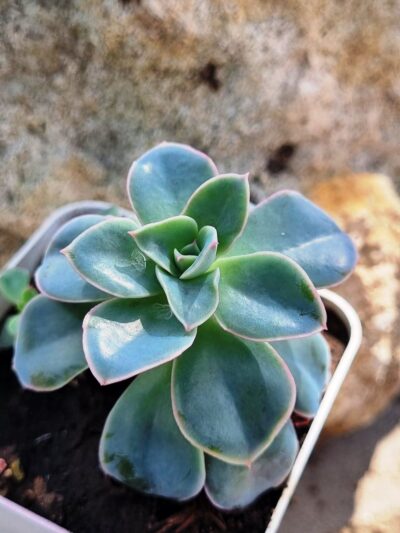Echeveria Eurychlamus hybrid