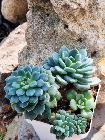 Набір сукулентів (Echeveria) - Зображення 3