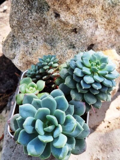 Набір сукулентів (Echeveria) - Зображення 2