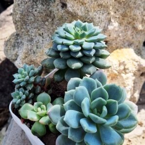 Набір сукулентів (Echeveria)