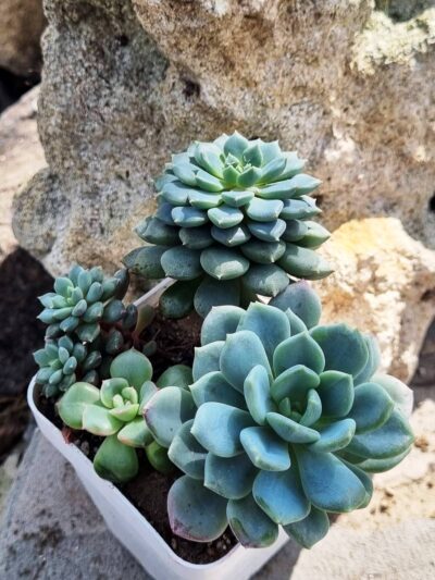 Набір сукулентів (Echeveria)