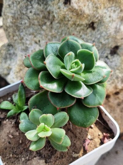 Echeveria Noon Daniel - Зображення 2