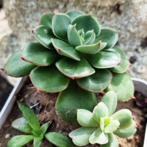 Echeveria Noon Daniel