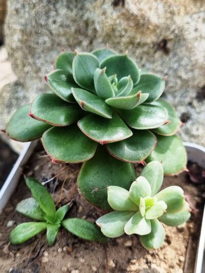 Echeveria Noon Daniel