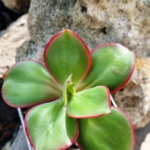 Echeveria Red Finkle