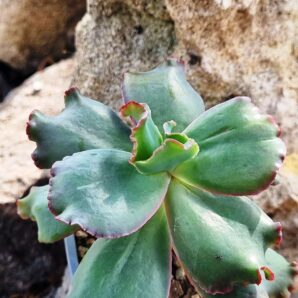 Echeveria Bumps