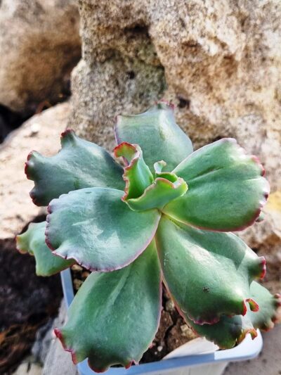 Echeveria Bumps