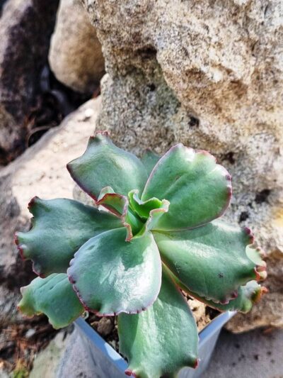 Echeveria Bumps - Зображення 2