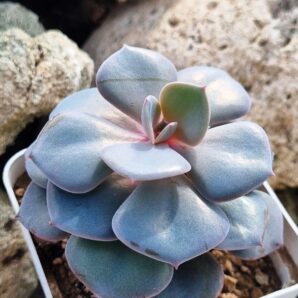 Echeveria Dustu Rose