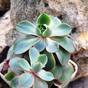 Echeveria Hera