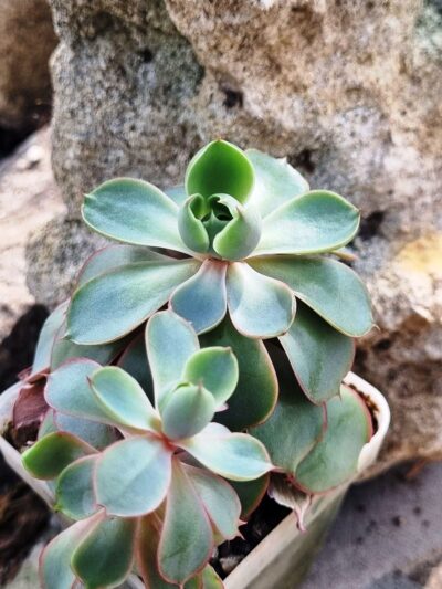 Echeveria Hera