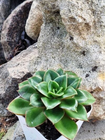 Echeveria Alektia carunculada - Зображення 3