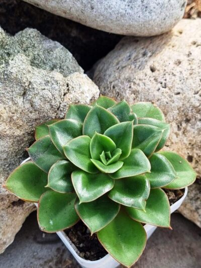 Echeveria Alektia carunculada - Зображення 2