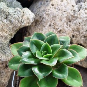 Echeveria Alektia carunculada
