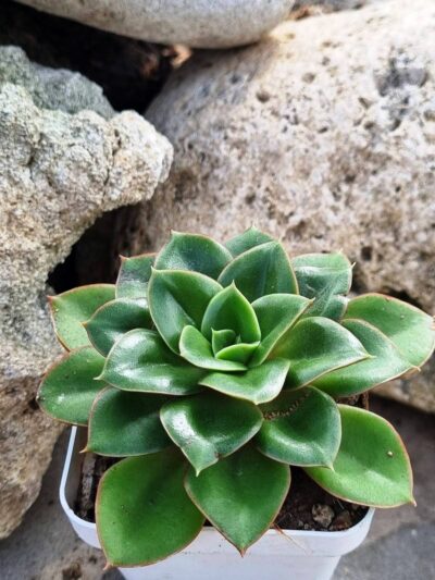 Echeveria Alektia carunculada