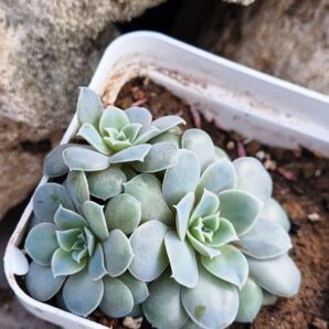Echeveria Diffracfensis