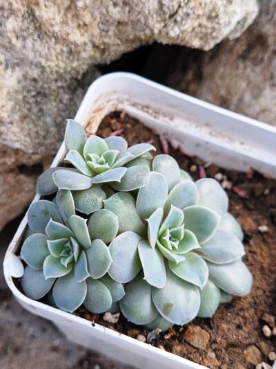 Echeveria Diffracfensis