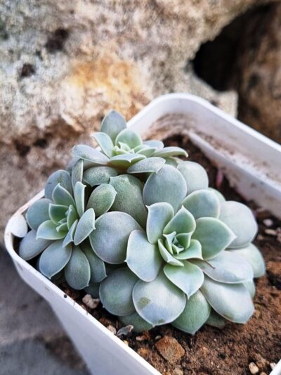 Echeveria Diffracfensis - Зображення 2