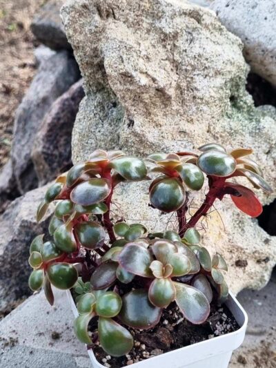 Echeveria Red Ball cristata - Зображення 3