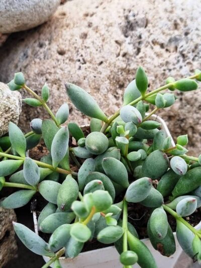 Cotyledon Papillaris Pixie Bean - Зображення 3