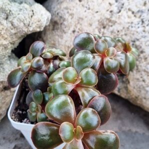 Echeveria Red Ball cristata